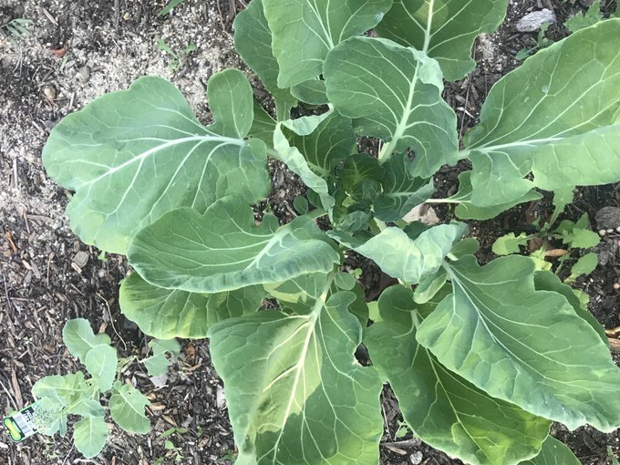 Gardening update! I&rsquo;m growing broccoli and Brussels sprouts 🥰🥺 https://t.co/87QVahFAxn