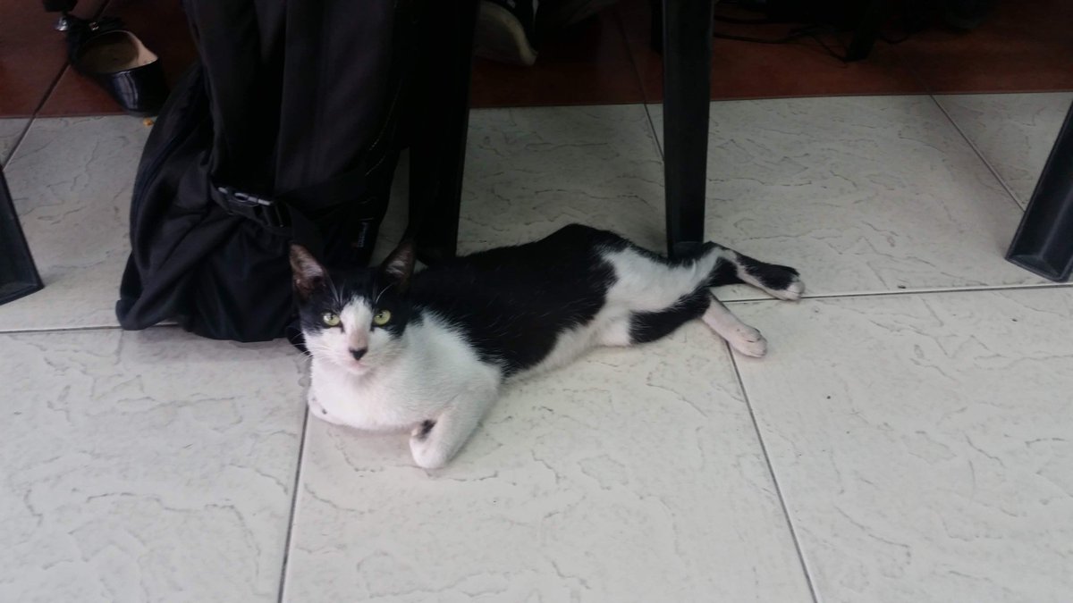CatsofTIP's tweet photo. jwu in taypi Arlegui #catsofTIP https://t.co/z1KhpizeT6