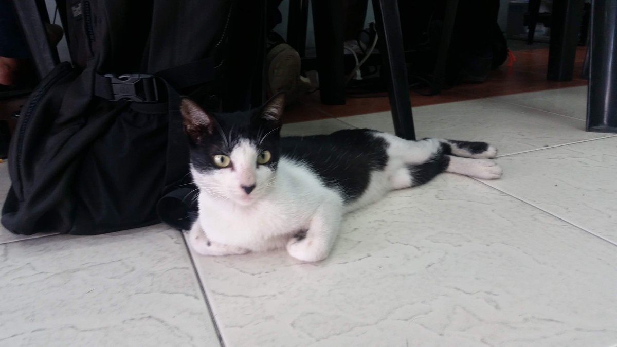 CatsofTIP's tweet photo. jwu in taypi Arlegui #catsofTIP https://t.co/z1KhpizeT6
