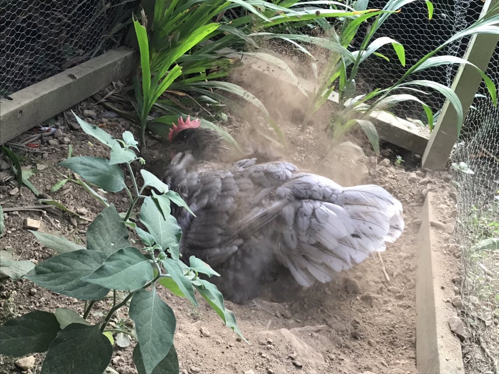 karorichook's tweet photo. Taking a dust bath. Sooooo gooooood! https://t.co/bNLs0zssYW