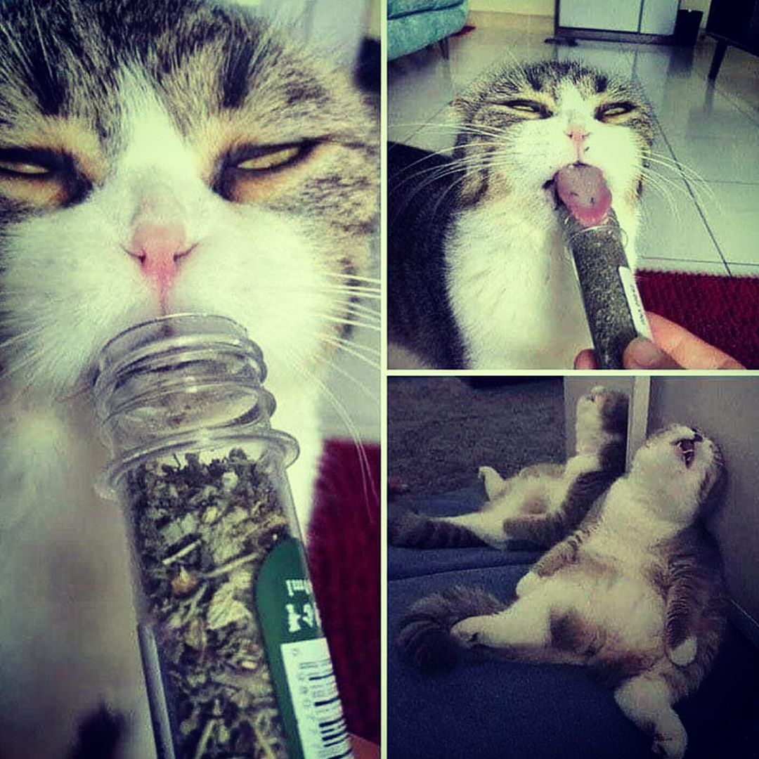 420problem's tweet image. #catnipaddict #catnipmeme #weedqueen #weedjoints #weedmeme #weedmemes #weed #weedgirl #weed420 #420 #ganja420 #ganja #ganjagirl #ganja_ge...