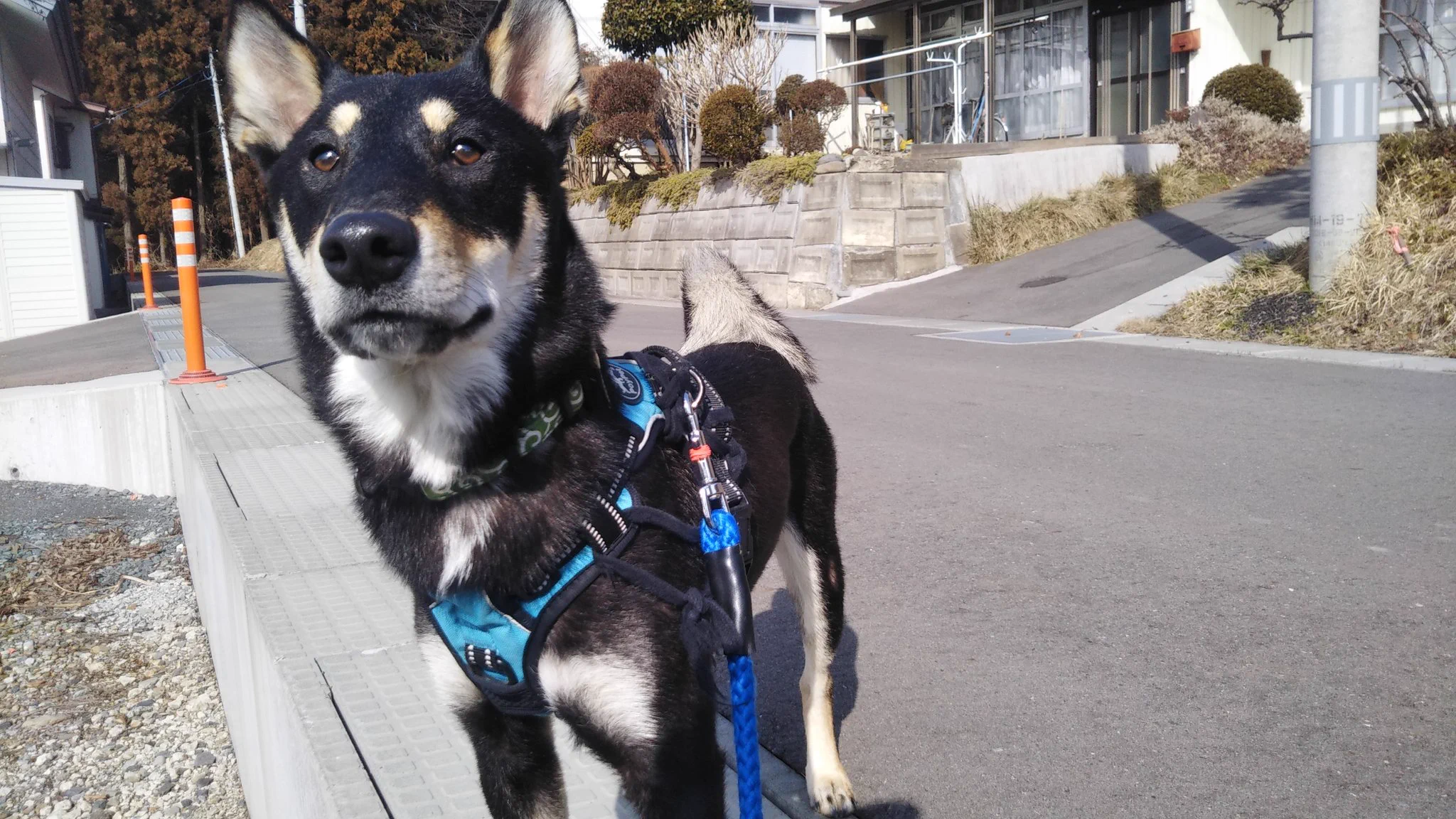 @ore825 なお、黒柴色まで炒めると…… 