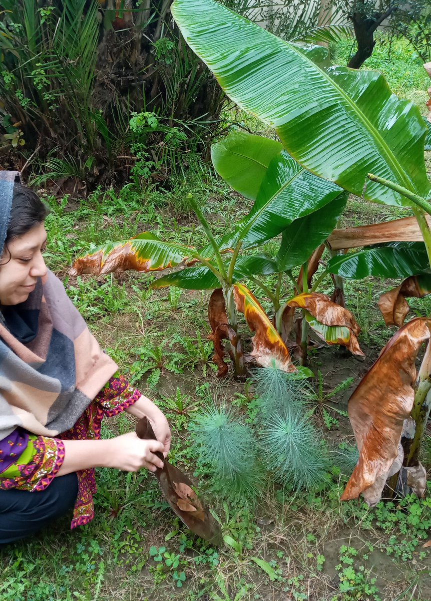 Palwasha_Abbas's tweet image. A perfect day it was ,yesterday for #Plantation drive at our village dist #charsadda, tehsil shabqadar so tried to play my part for a better environment #SpringPlantation 🌱🌷🌳😍 #KhuleyPakhtoonkwa