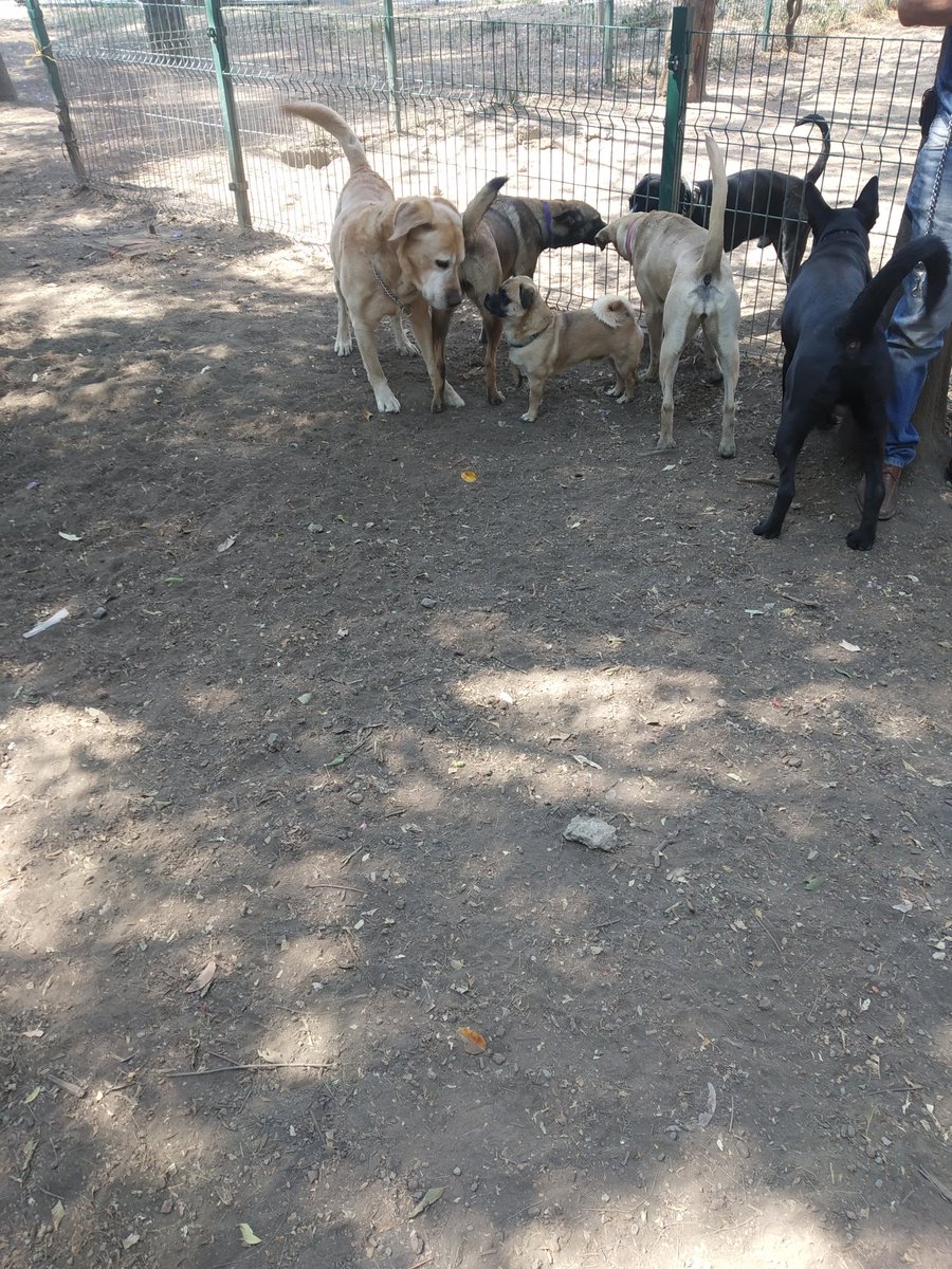 CayaMaxi's tweet photo. @Claudiashein @fchiguil @TuAlcaldiaGAM a pesar de que ya lo desmantelaron los perritos siguen conviviendo sanamente en el parque María Luisa, exigimos respeto a la consulta ciudadana en la que se ganó este espacio.#sialparqueparaperrosmarialuisa https://t.co/IeGg5sZtCW