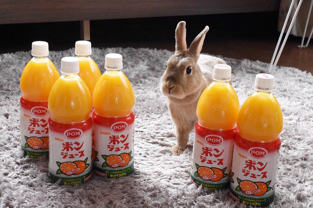 ポンジュース Twitter Search