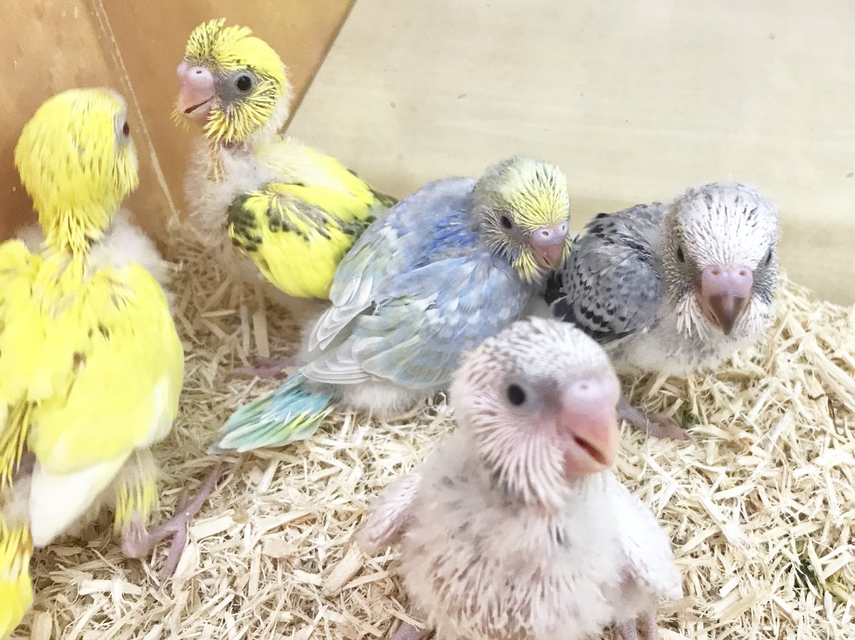 ペポニ 春日井店 على تويتر セキセイインコのヒナが店頭デビューしました 食べ盛りな時期の子たちなので 人が寄るとスイッチon 笑 ちゅりちゅりねだり鳴きしております さとう セキセイインコ ひなまつり ペポニ春日井店 ペポニ 春日井店 على تويتر セキセイインコのヒナが店頭デビューしました 食べ盛りな時期の子たちなので 人が寄るとスイッチon 笑 ちゅりちゅりねだり鳴きしております さとう セキセイインコ ひなまつり ペポニ春日井店