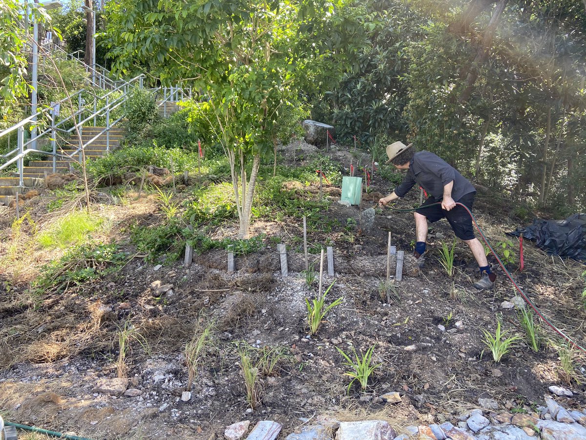 Cori_Moran's tweet photo. This #CleanUpAustraliaDay we held our @brisbanecityqld Habitat Bushcare ‘planting’ working bee 🐝🦋🌿 Bumped into @the_Councillor_  and @TimNichollsMP who were hard at work too! Always feel so good after bushcare 💚 #greengym #volunteer #makeanimpact #biodiversity #native https://t.co/J2qLuGRVqj