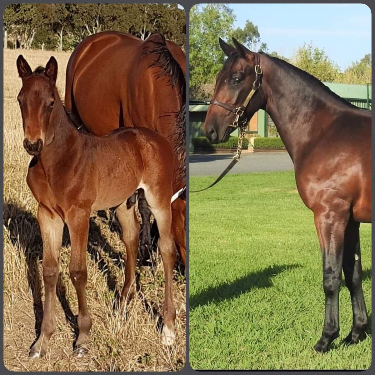 SuccessStud's tweet photo. Incredibly special to watch these beautiful animals grow
Lot 687 APG Sydney sale Bettors Delight colt from Gifted Bliss @WoodlandsStudNZ
#successbreedssuccess #dowhatulovenlovewhatudo #52yearsofsuccess #ourbrandyoursuccess #2020yearlingsofsuccess #letoursuccessbecomeyours https://t.co/7PJIK87RMi