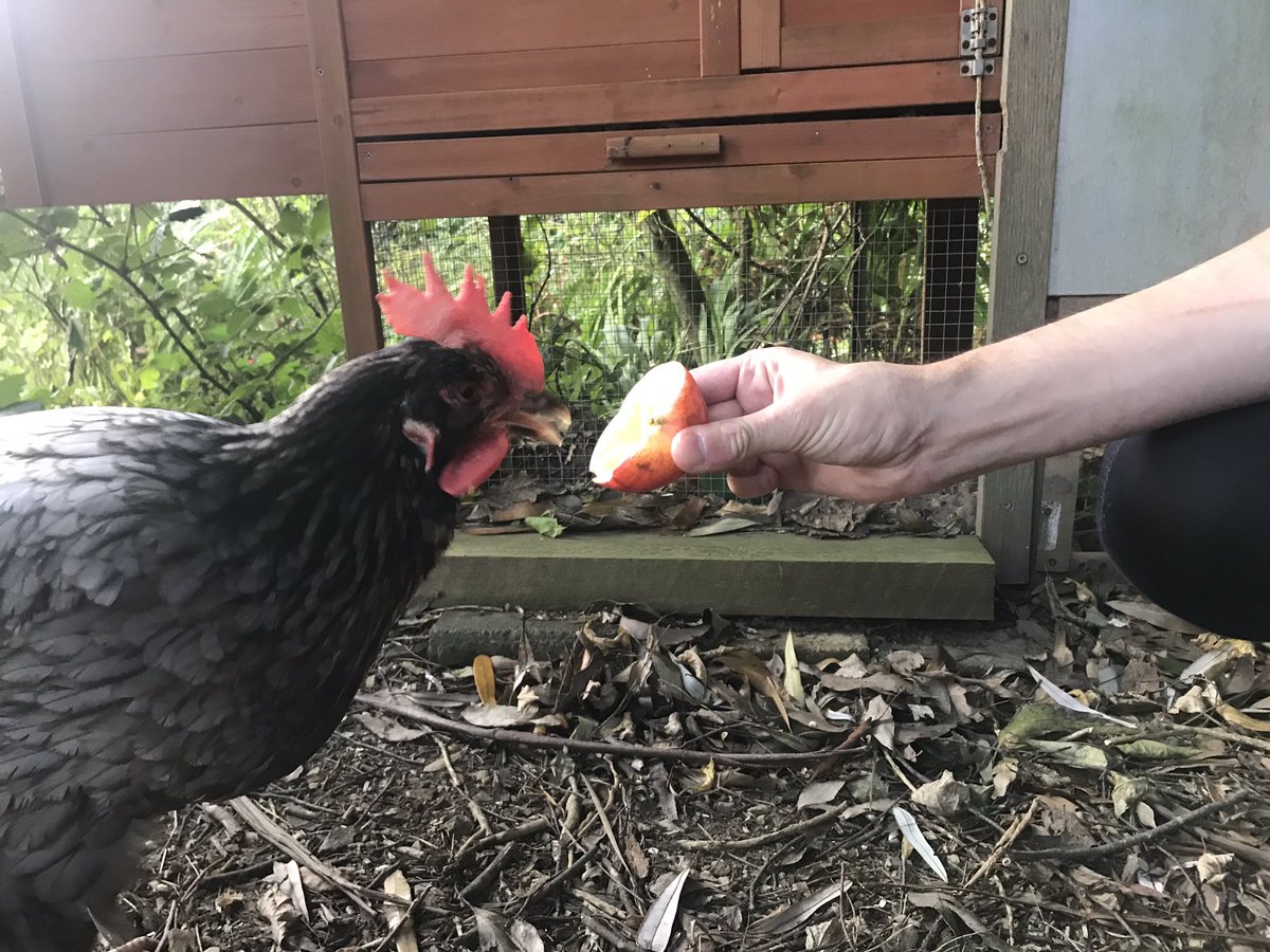 karorichook's tweet photo. Bedtime treat. I love apples and if I eat it fast enough I won’t have to share with Silvers and Pinky. https://t.co/RjEWLfE4pr