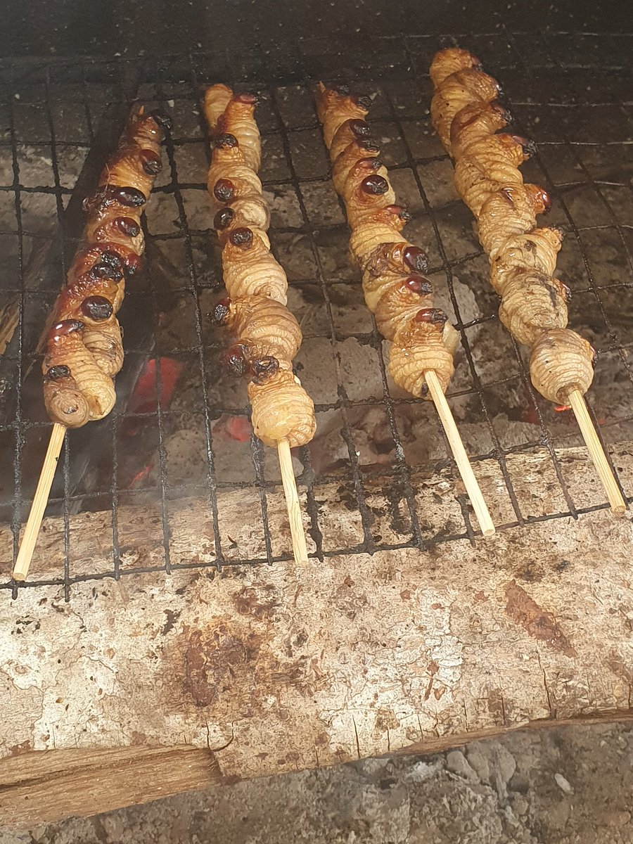 SsmTun's tweet photo. Tiap kali pulai mesti manggang ulat sago  @ tinduh @ matal @ beetles larvaes @otot

#UlatSago #tinduh #matal #beetlelarvae #otot https://t.co/IiMtFHtMZA