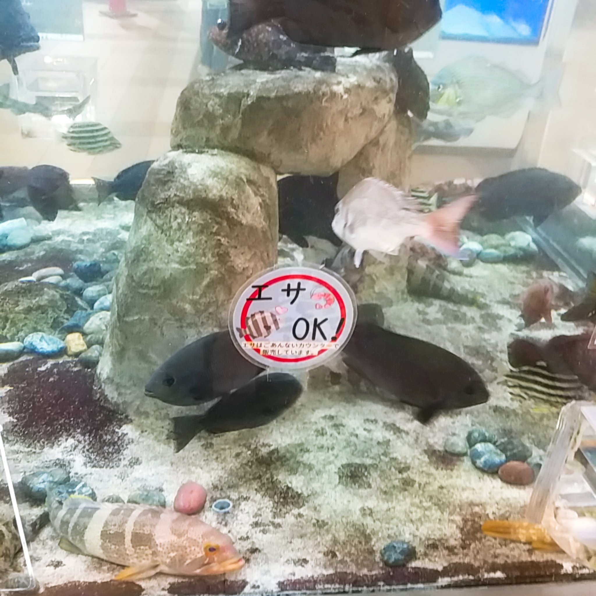 るか 魚に餌やり 貰えることが分かってるのか 餌をあげる前から入口にスタンバる魚たち笑 思ってたより勢いも力もあってちょっと怖かった ﾟ ﾟ 福井県海浜自然センター 餌やり体験 入館無料 T Co 3hsjgnx4gn Twitter