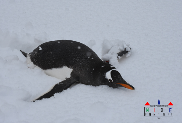 登別マリンパークニクス 公式 Pa Twitter 雪が積もりました ジェンツーペンギン編 ジェンツーペンギン 達 飼育員が追いつけないほどの速さでトボガン滑りをしていました 写真は大はしゃぎをする 赤黄 と 赤 です マリンパークニクス ジェンツー ペンギン