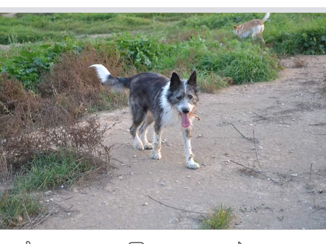 pont_roma's tweet photo. BUSCAN A TINA
ROGAMOS DIFUSIÓN

Copiamos:

Perduda gosssa
#Alcoletge-
#Alamús
#Belloc, responde al nombre de Tina. Tiene unos 10 años. Lleva perdida desde el Lunes 17 de Febrero del 2020. 
Cojeaba un poco de una pata trasera. Muy buena y cariñosa,
649666836

#XarxaLleidaPerduts https://t.co/RG7dCq44bW