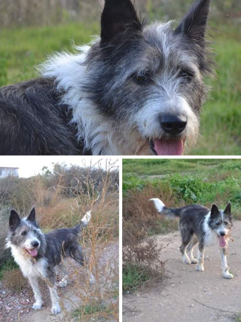pont_roma's tweet photo. BUSCAN A TINA
ROGAMOS DIFUSIÓN

Copiamos:

Perduda gosssa
#Alcoletge-
#Alamús
#Belloc, responde al nombre de Tina. Tiene unos 10 años. Lleva perdida desde el Lunes 17 de Febrero del 2020. 
Cojeaba un poco de una pata trasera. Muy buena y cariñosa,
649666836

#XarxaLleidaPerduts https://t.co/RG7dCq44bW