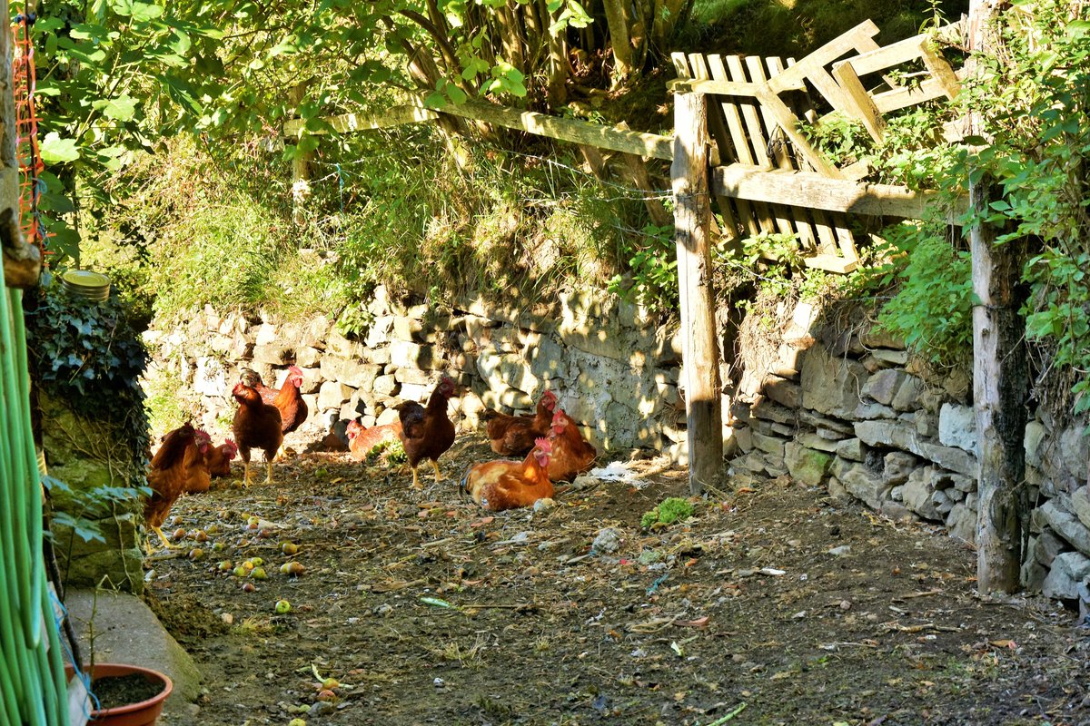 AYUNTAMIENTO DE CASO. PARQUE NATURAL DE REDES tweet media