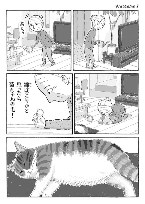 2ページ猫漫画「春のわたあめ」 #猫の菊ちゃん 