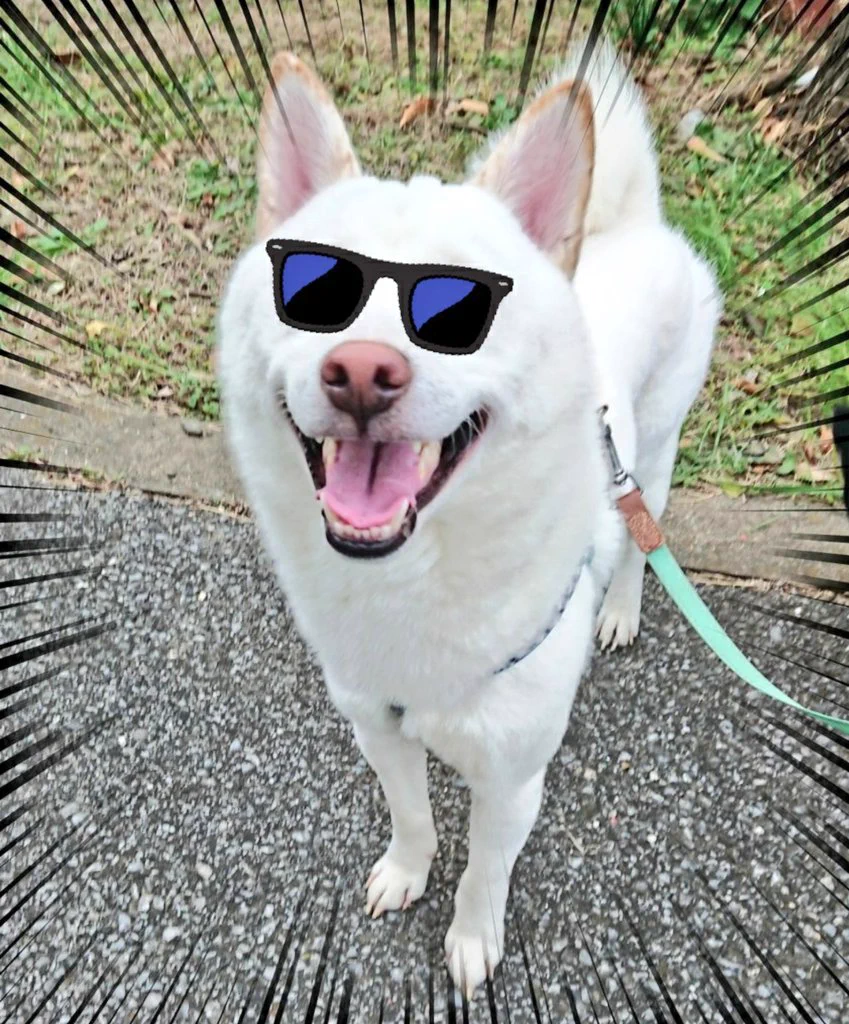 @ore825 白柴だけどいいかな？ 