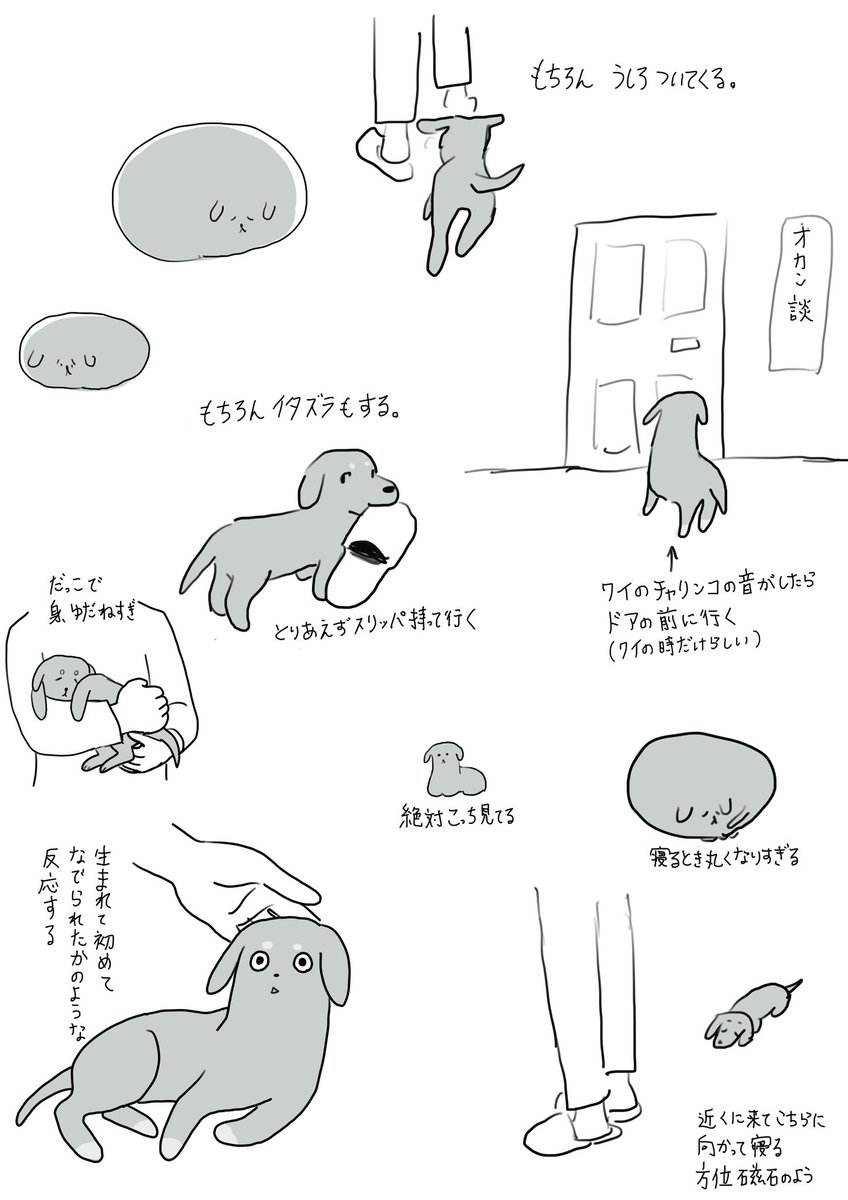 犬の情報 