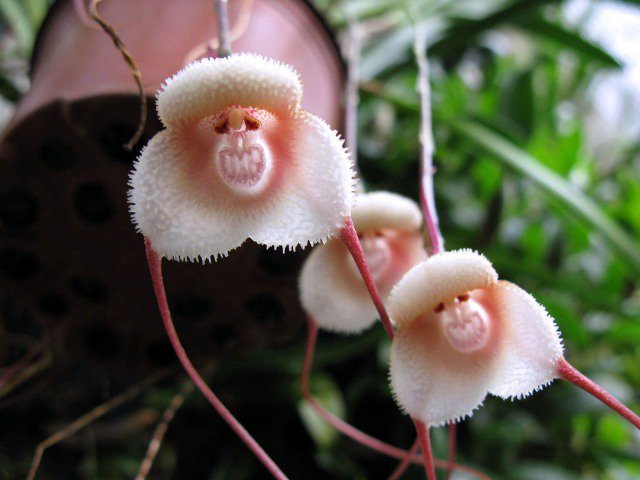 Rainmaker1973's tweet photo. This orchid is named like a vampire, but it strongly resembles a monkey's face https://t.co/T206oCgJgv https://t.co/WhOxE1OwcG
