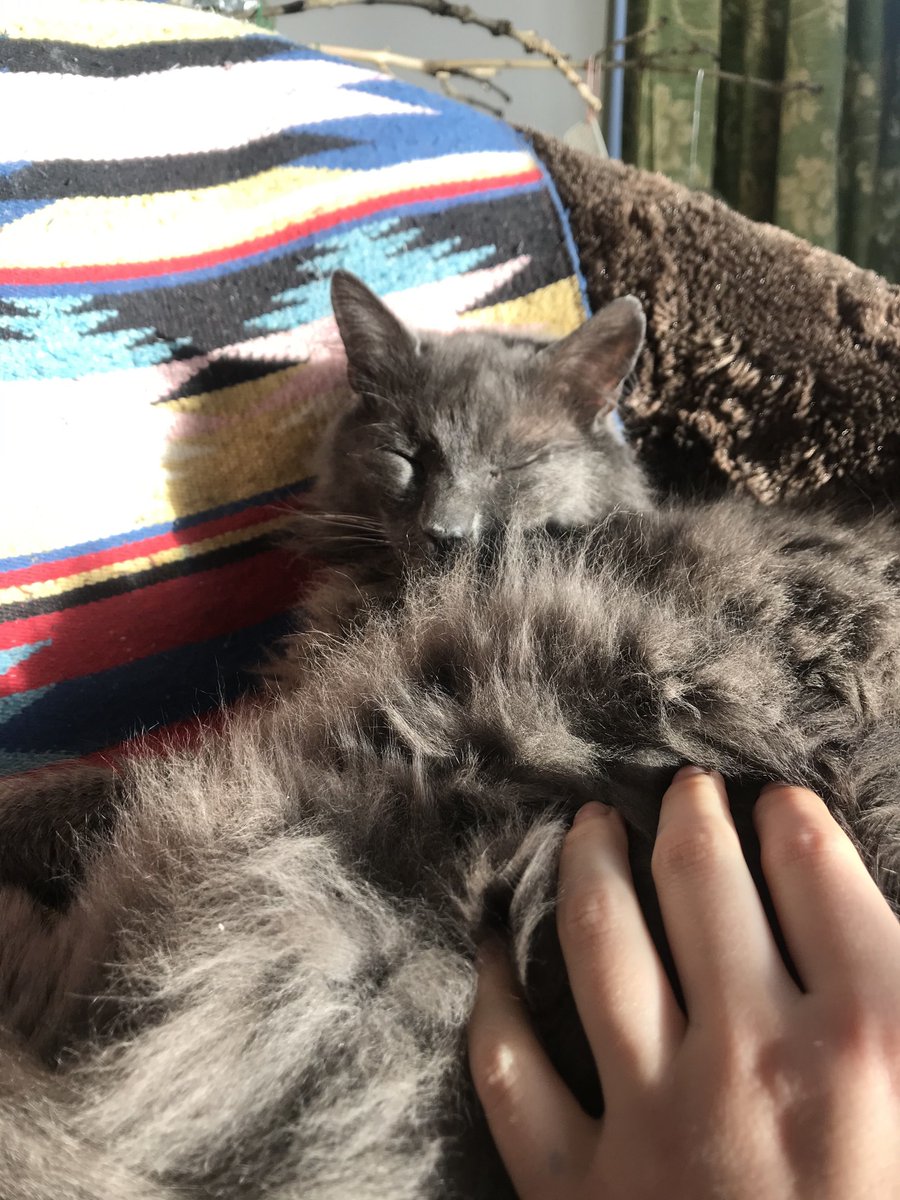 SteadingHolida1's tweet photo. Our beloved Murphy was absolutely happy to hear – and feel – that the spring has come. Do you feel it in the air? ☀️ https://t.co/E3I0JyoInD