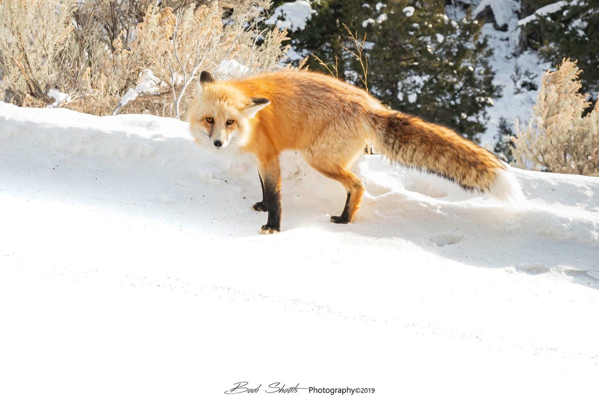 BodiShoots's tweet photo. @YellowstoneNPS Saw this little guy in December 🙂🙃😆
See more at https://t.co/PhhAfFoGBP https://t.co/lDON41N8Qr