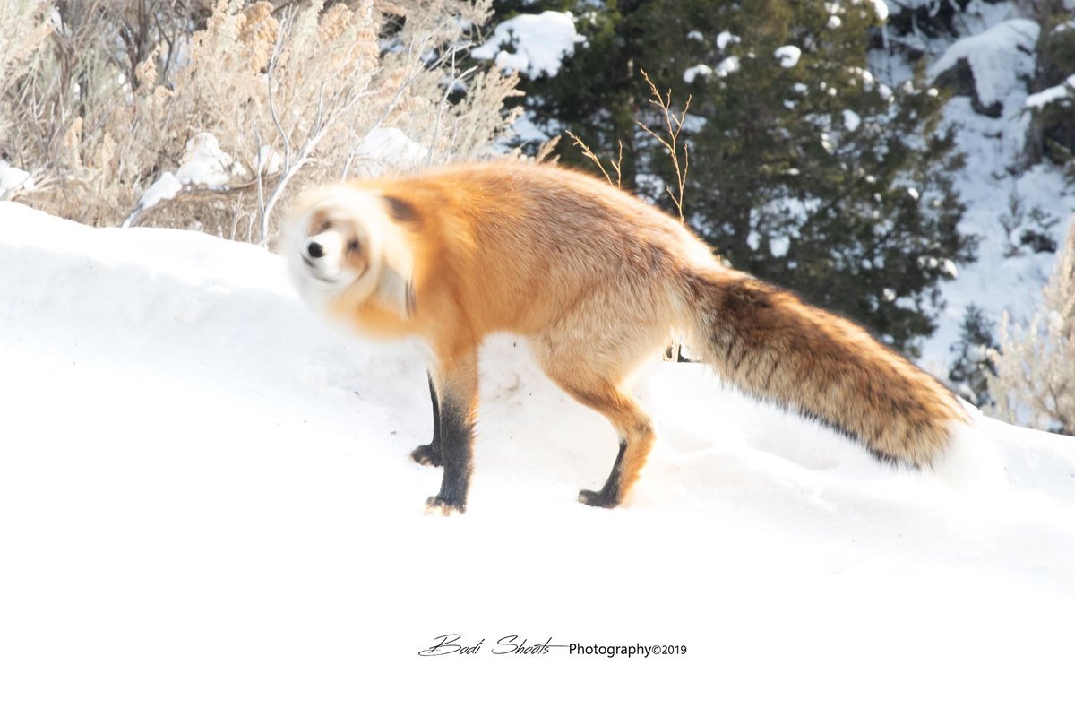 BodiShoots's tweet photo. @YellowstoneNPS Saw this little guy in December 🙂🙃😆
See more at https://t.co/PhhAfFoGBP https://t.co/lDON41N8Qr