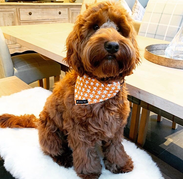 DitsyPet's tweet photo. ⭐️ Happy Sunday Ditsy fans ⭐️ https://t.co/XDJotWL8vQ https://t.co/8rse45iiNo