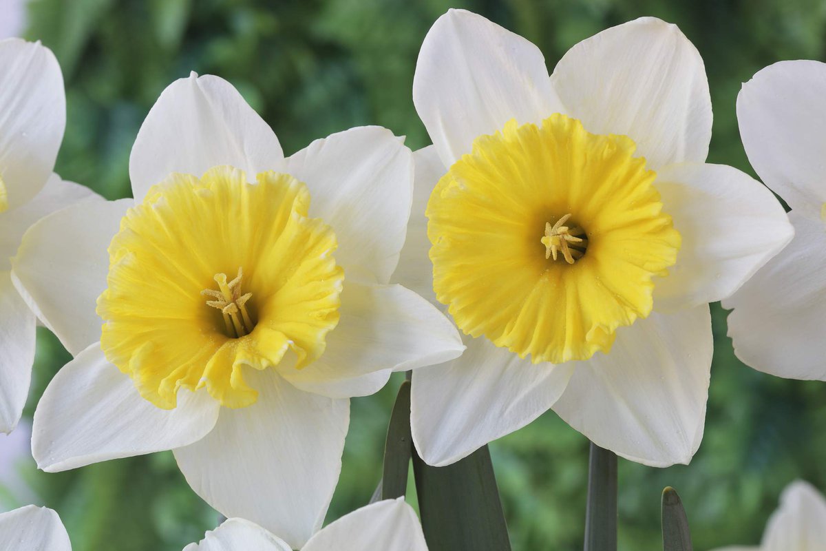Happy #StDavidsDay to our followers!
