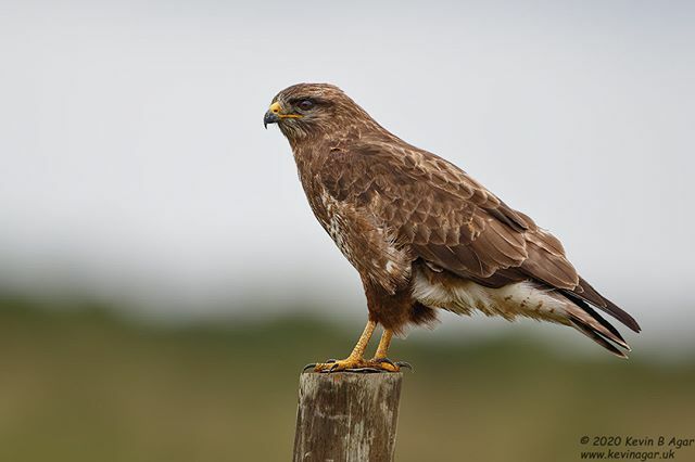 KevinAgar51's tweet photo. Steppe Buzzard, Buteo vulpinus #steppebuzzard #birdsofsouthafrica #birds #southafricabirds #southafricanbirds #birdsofinstagram #wildlife #wildlifephotography #RSPB #nature #photography #photographer #canonphotography #canonphotos #naturelover #canon #r… https://t.co/GdaZEqGn2c https://t.co/C9hE4lGBwP
