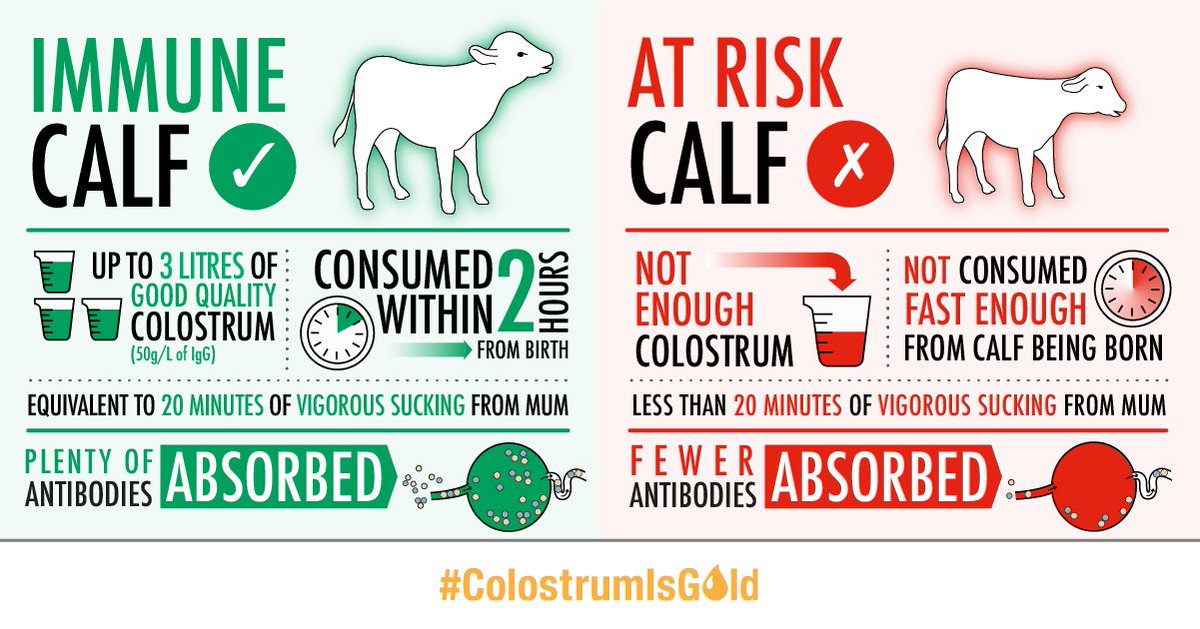 AHDB_BeefLamb's tweet photo. A calf needs to suck continuously for approx 20mins to consume the recommended 3 litres of quality #colostrum they need within max 6hrs of birth. Calves fed sufficient colostrum quickly enough more than halves their risk of pneumonia #ColostrumisGold https://t.co/hXLyQ43thH https://t.co/eHU0yDs4kY