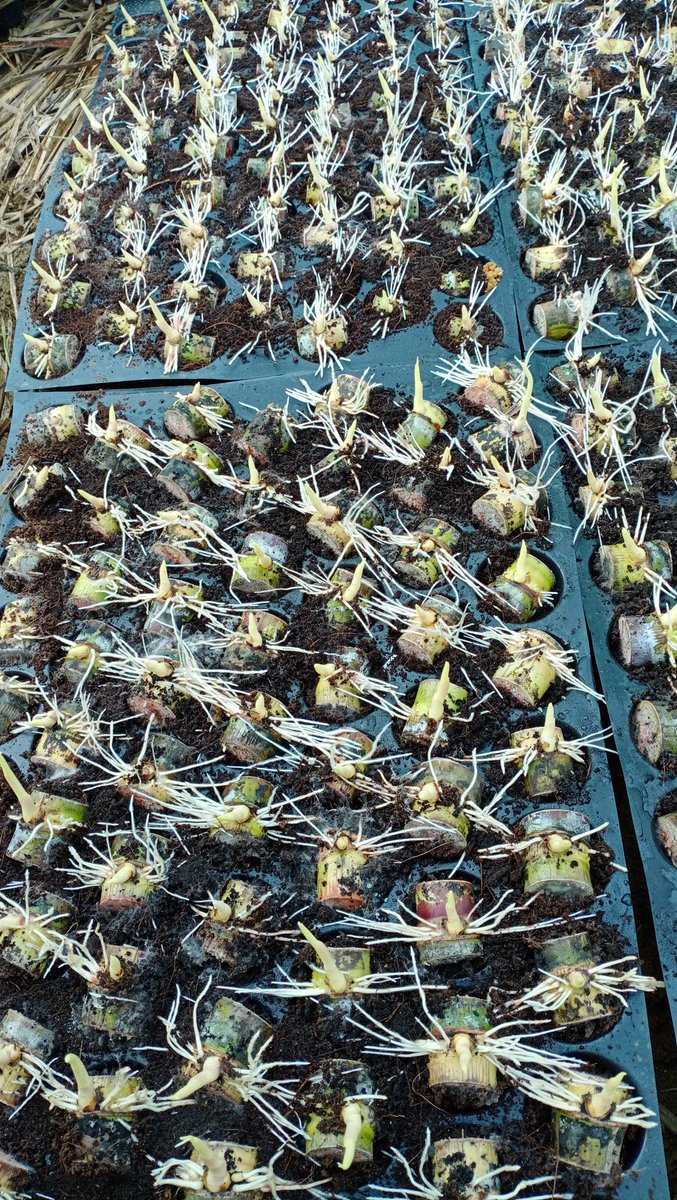 We are an Agri startup working on sugarcane development through single bud plant nursery. Currently raising nursery in Jaisinghpur, Mawana, Meerut. <a href="/DCOMEERUT1/">DCO MEERUT</a>