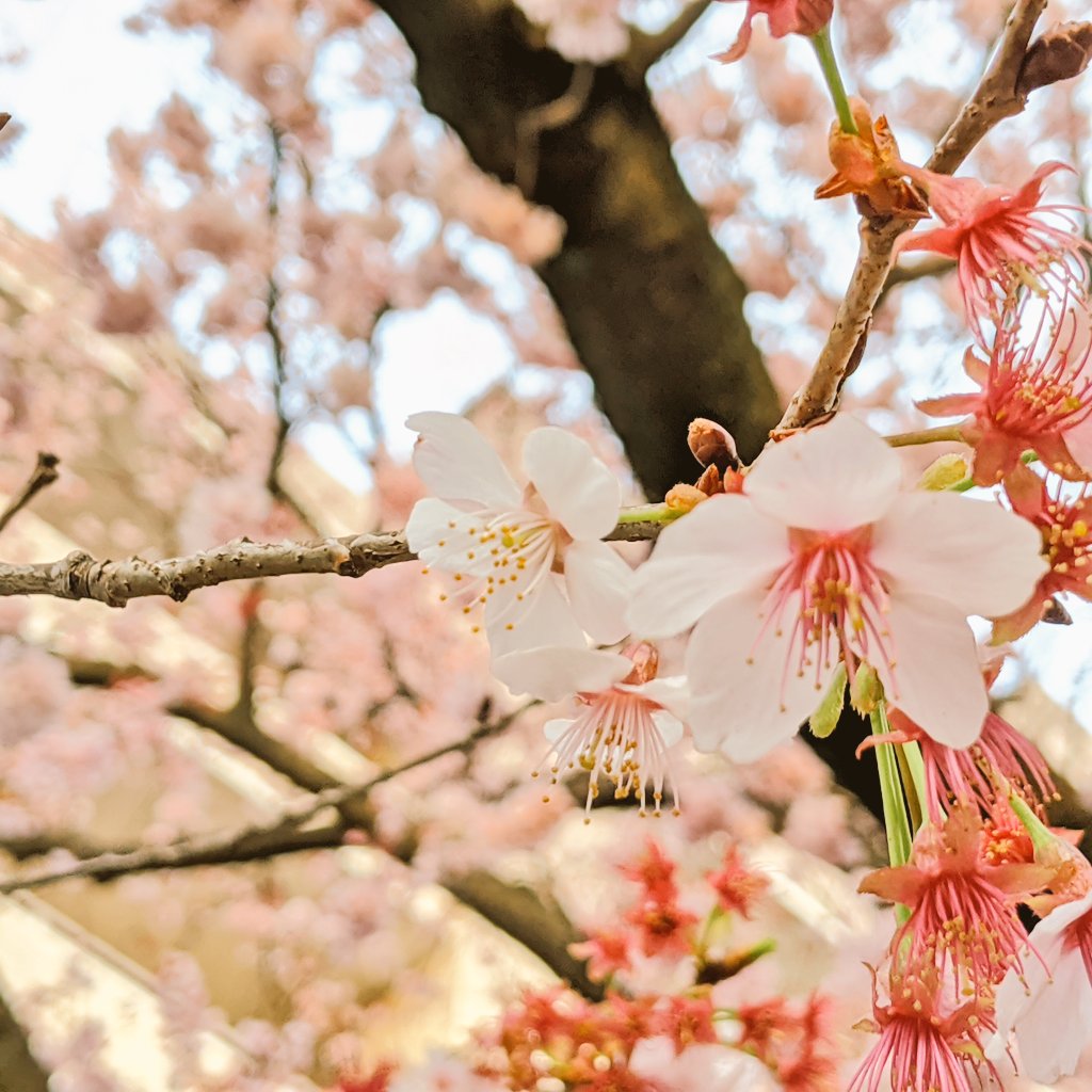 ハリウッドの大寒桜 ハリウッドの大寒桜