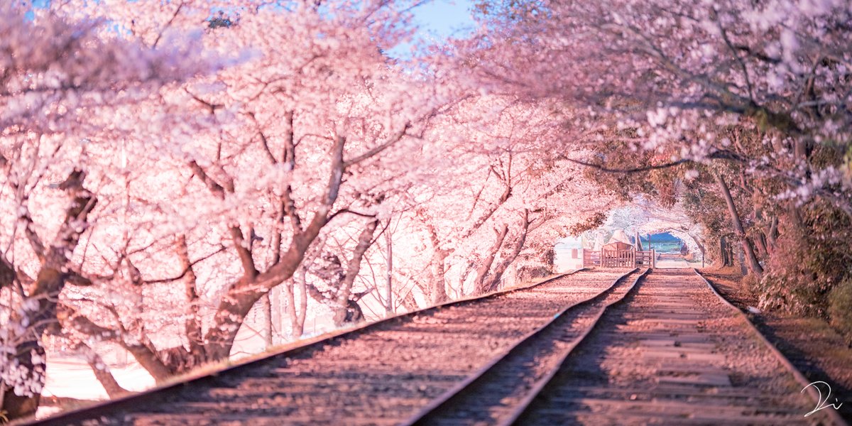 桜写真や絵でタイムラインに花を咲かせてみませんか 家に閉じこもりっきりで滅入る気持ちを少しでも楽に 話題の画像プラス