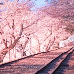 桜写真や絵でタイムラインに花を咲かせてみませんか？家に閉じこもりっきりで滅入る気持ちを少しでも楽に!