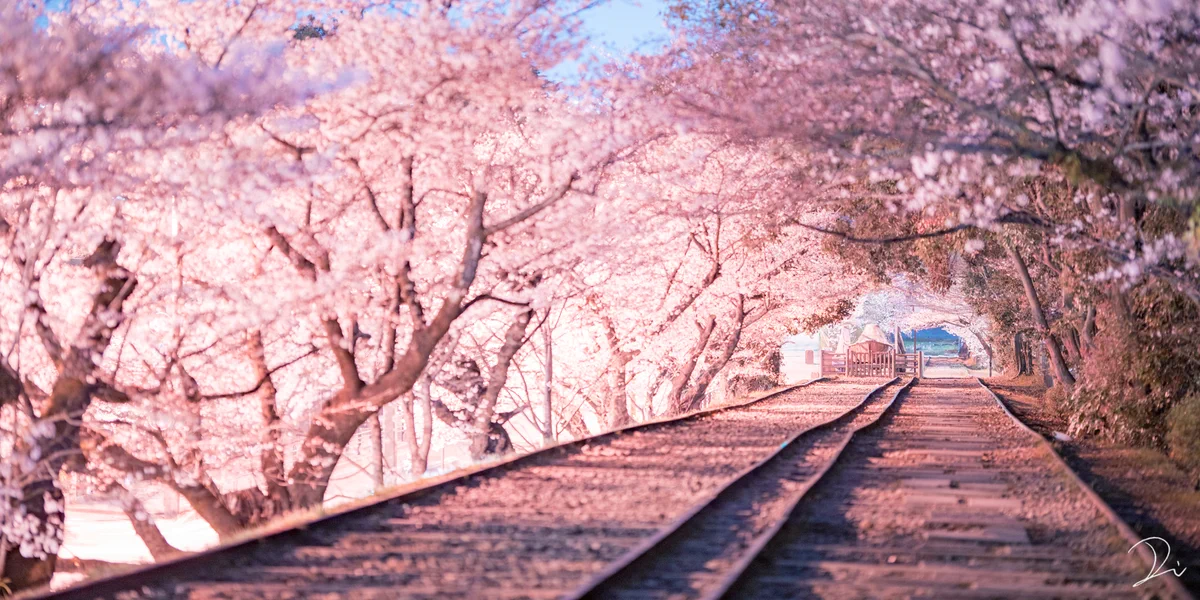 桜写真や絵でタイムラインに花を咲かせてみませんか？家に閉じこもりっきりで滅入る気持ちを少しでも楽に！