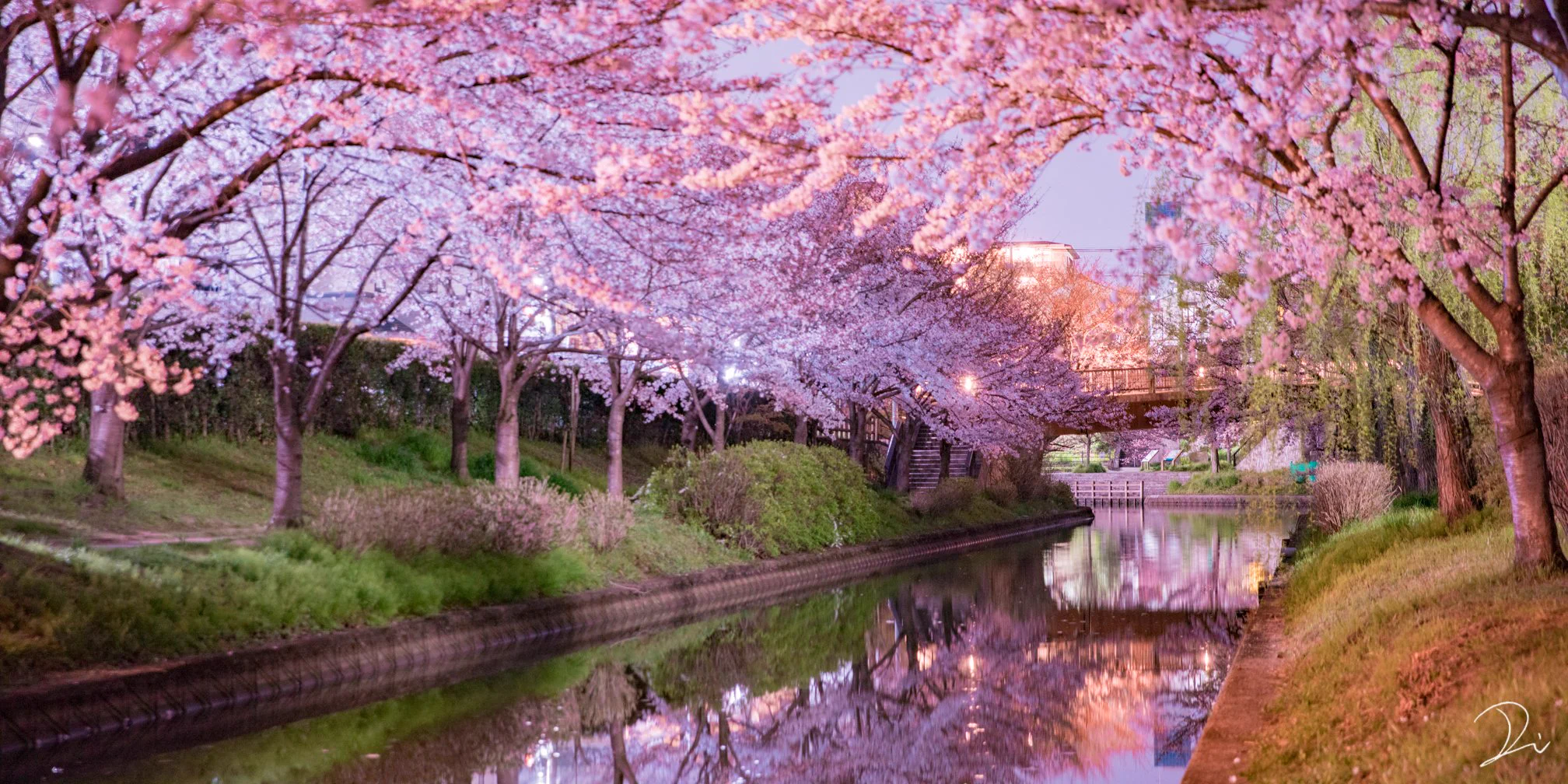 桜写真や絵でタイムラインに花を咲かせてみませんか？家に閉じこもりっきりで滅入る気持ちを少しでも楽に！
