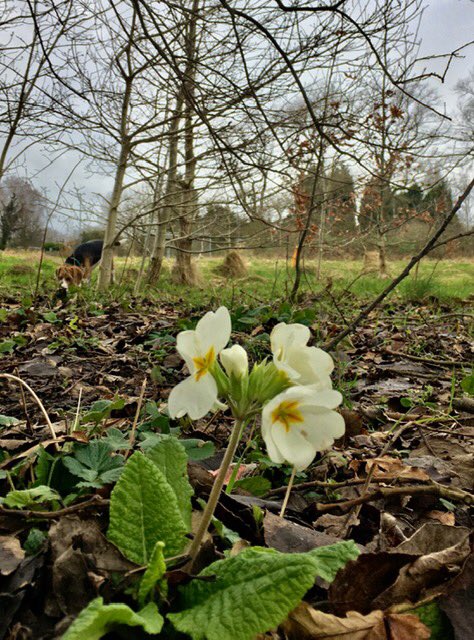 ryebankfields's tweet photo. Today marks the first day of meteorological spring! Why not join us on our community walk @ 12.30pm & enjoy this sunny day! #primrose #firstrose #butterrose #lentrose #earlyrose #Easterrose #naturescalendar #springwatch https://t.co/3wv1BjLAMJ