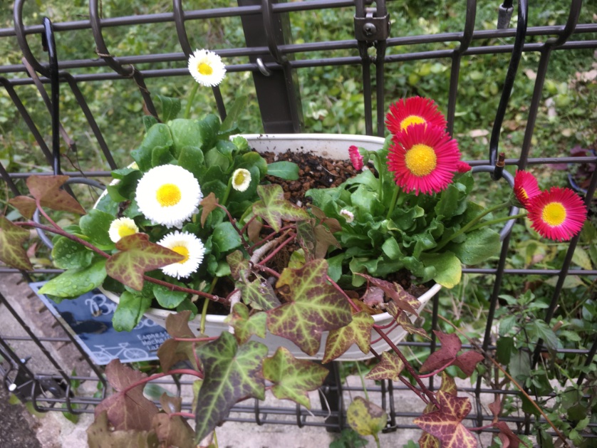 ccr_ribbons's tweet photo. ちょっとモヤモヤの日曜日…
花苗を買ってきて、少し気が晴れた💞
#ムルチコーレ #multicaule #花かんざし #デージー #daisy #ノースポール #northpole #お庭 #ガーデニング #gardening #春だね #earlyspring #march #marzo #primavera #mijardin #ありがと https://t.co/n132hv1WBa