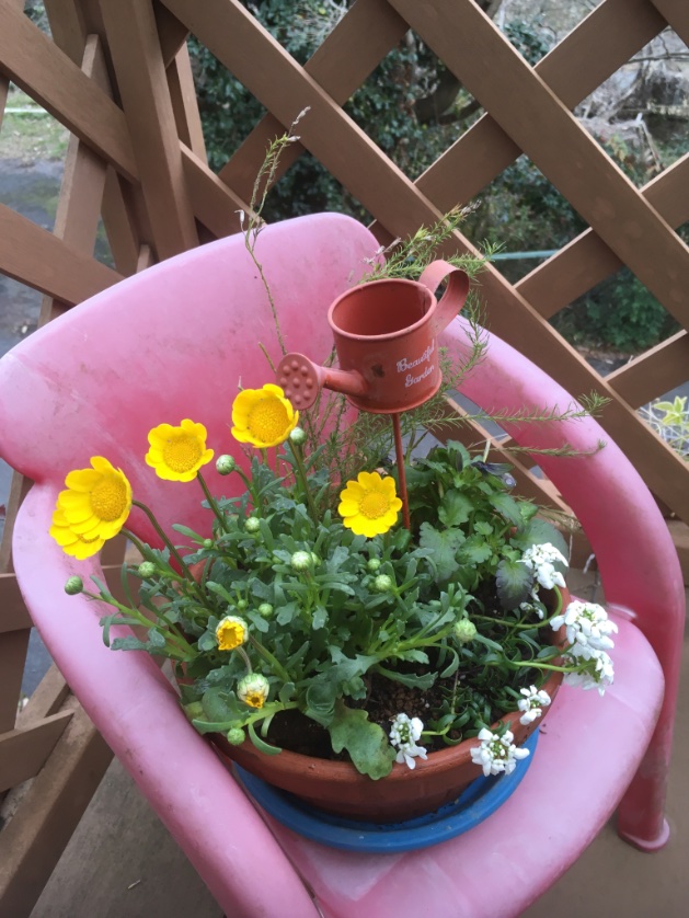 ccr_ribbons's tweet photo. ちょっとモヤモヤの日曜日…
花苗を買ってきて、少し気が晴れた💞
#ムルチコーレ #multicaule #花かんざし #デージー #daisy #ノースポール #northpole #お庭 #ガーデニング #gardening #春だね #earlyspring #march #marzo #primavera #mijardin #ありがと https://t.co/n132hv1WBa