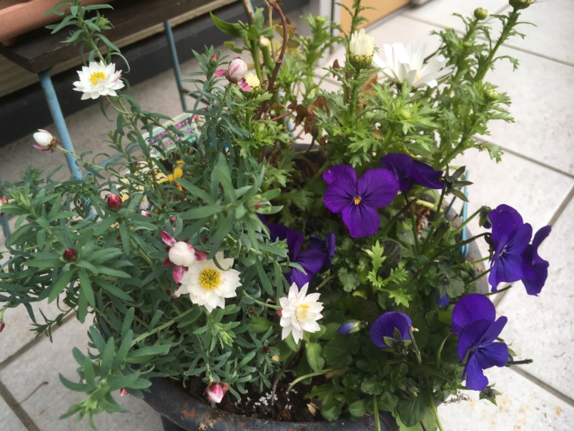ccr_ribbons's tweet photo. ちょっとモヤモヤの日曜日…
花苗を買ってきて、少し気が晴れた💞
#ムルチコーレ #multicaule #花かんざし #デージー #daisy #ノースポール #northpole #お庭 #ガーデニング #gardening #春だね #earlyspring #march #marzo #primavera #mijardin #ありがと https://t.co/n132hv1WBa