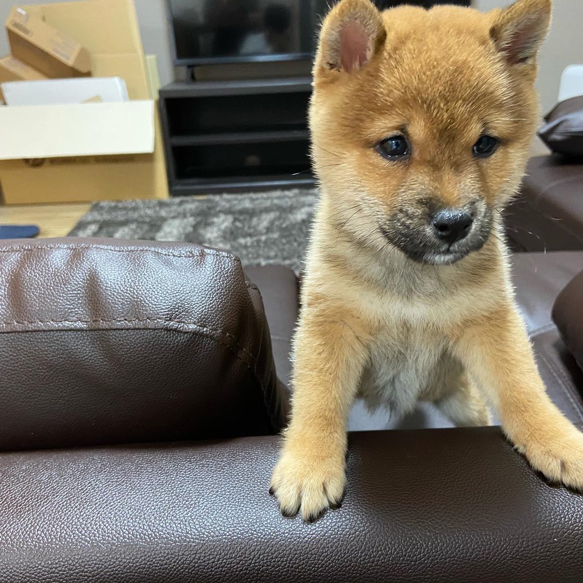 豆柴ころくん 19年12月31日生まれの豆柴ころくんです いつも元気いっぱい暴れん坊の男の子です 柴犬 豆柴 まめしば マメシバ しばいぬ 愛犬 子犬 犬のいる生活 Shiba Mameshiba 生後60日 癒し かわいい 犬の動画 元気になる ちっちゃい 豆柴ころくん 19年12月31日生まれの豆柴ころくんです いつも元気いっぱい暴れん坊の男の子です 柴犬 豆柴 まめしば マメシバ しばいぬ 愛犬 子犬 犬のいる生活 Shiba Mameshiba 生後60日 癒し かわいい 犬の動画 元気になる ちっちゃい
