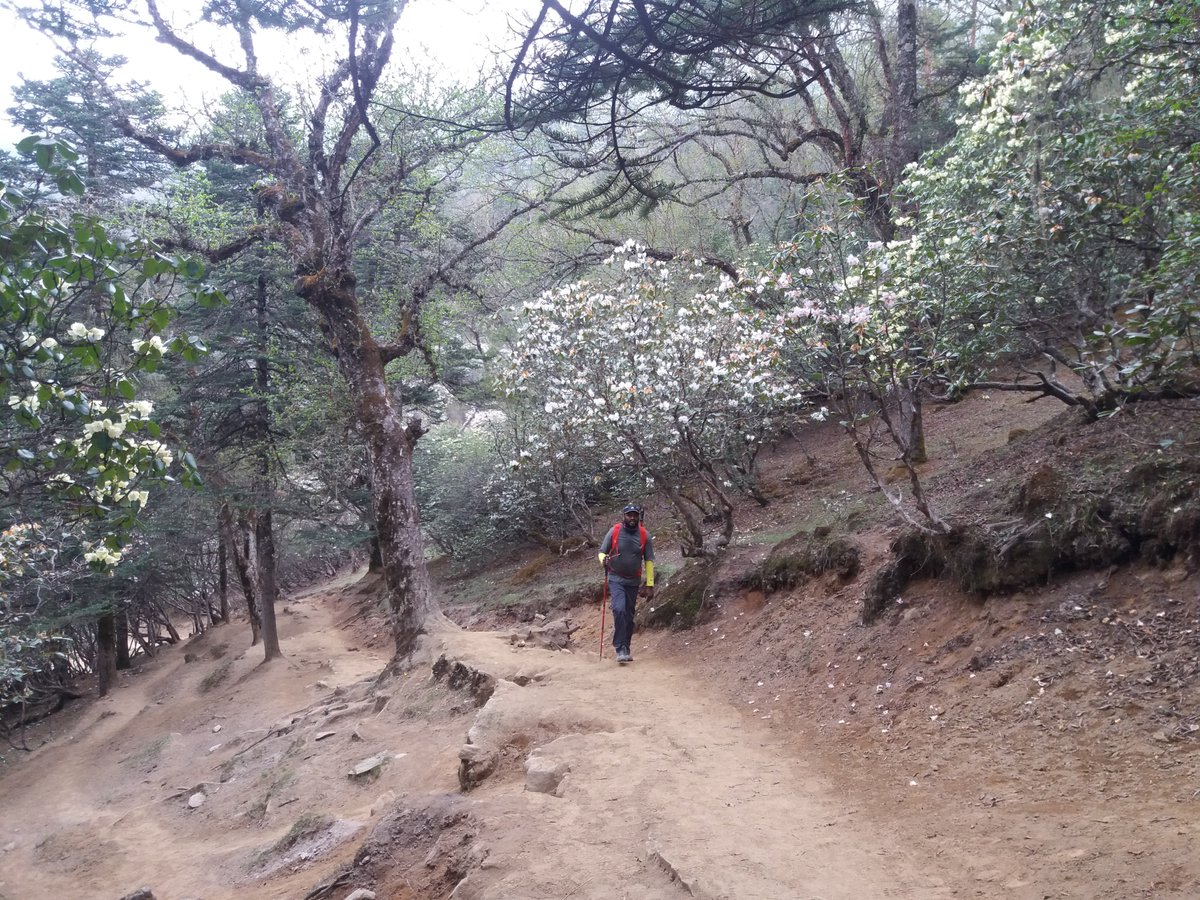 purnakarki2's tweet photo. Helambu Trek is short and easy trek. This easy trek Itinerary created by our (High Pass Adventure) experience trekking guide. #helambutrek #helambuvillagetrek #Helambu #Langtang #langtangRegion #Trekking #LangtangTrekking #shortandeasytrek #tours #Travel https://t.co/bHW0tRlr7K https://t.co/quPdoE331K