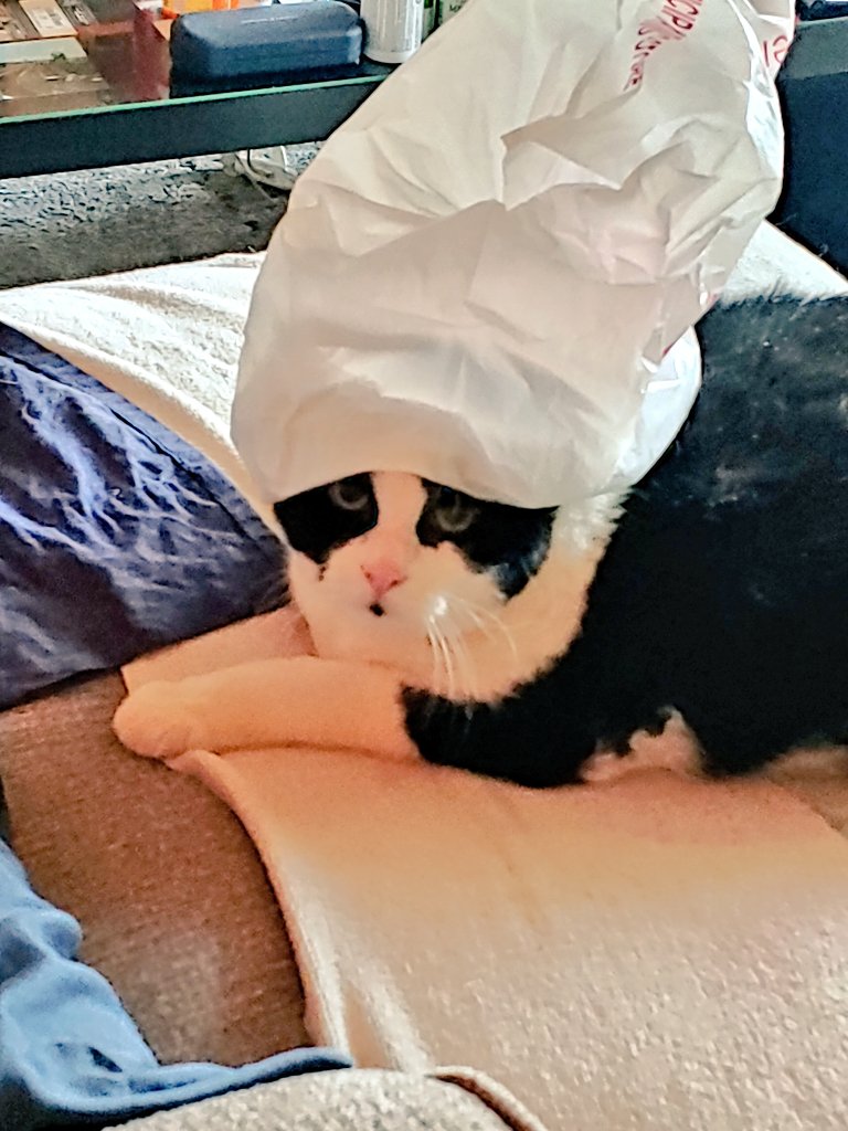 Wolfe1002's tweet photo. What?....
Is there something on my face?...
You'd tell me, right?...
๐บ๐๐๐พ๐๐
#staticat #SundayThoughts #catbagsunday #catboxsunday #CatsOfTwitter #SundayMorning #cats #tuxie #CatsOnTwitter #SundayFunday #SundayMotivation https://t.co/N6YHzdnVYN