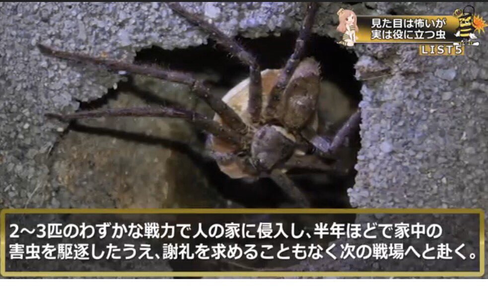 O Xrhsths ユキチ Sto Twitter アシダカグモこの説明だとなんだかかっこよく思えてきたwwwwwww O Xrhsths ユキチ Sto Twitter アシダカグモこの説明だとなんだかかっこよく思えてきたwwwwwww
