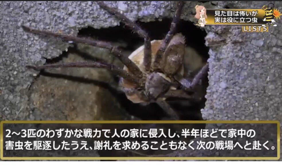 見た目は怖いアシダカグモ！！でもこの説明を見るとものすごく勇者に思えてきたｗｗ