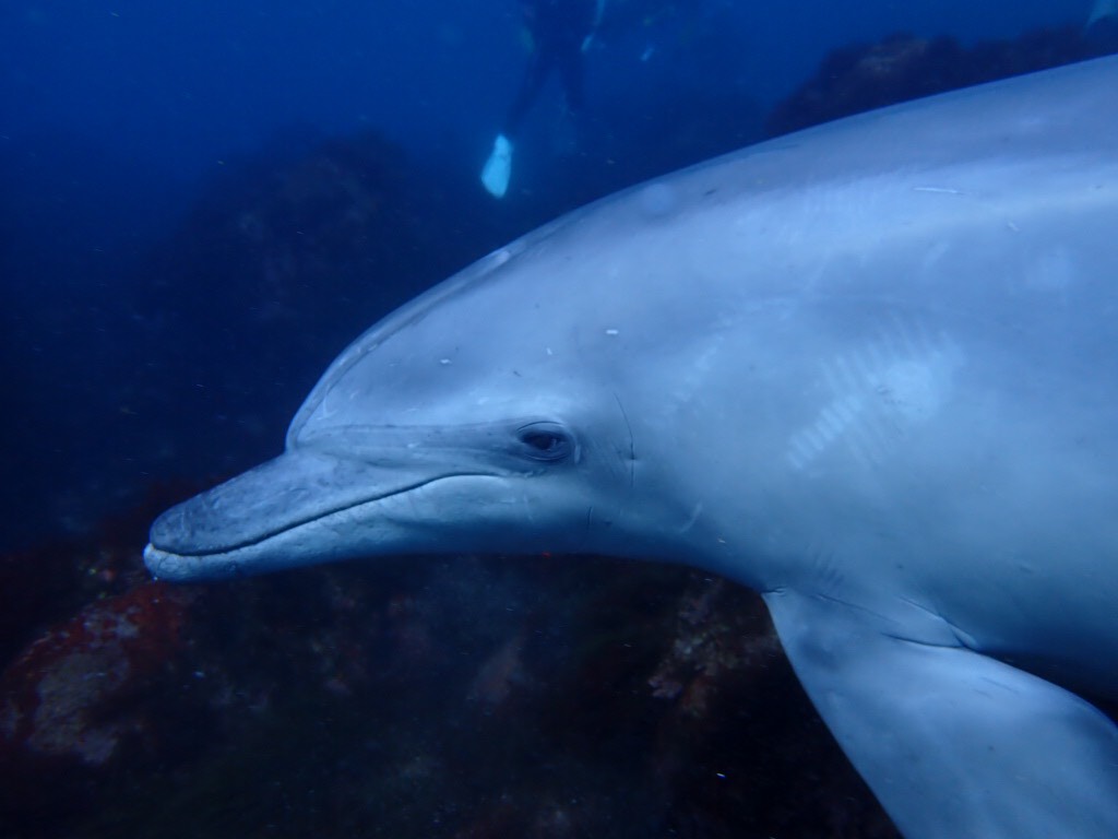 ｄｏｌｐｈｉｎｗａｖｅ 本日３月1日 日 も癒されにイルカちゃんに会いに行ってきました 至近距離でのご対面にお客様も大喜び T Co Cuw68dweuj ダイビングって楽しい 富戸 初島 イルカ バンドウイルカ ドルフィンウェーブ 日帰り