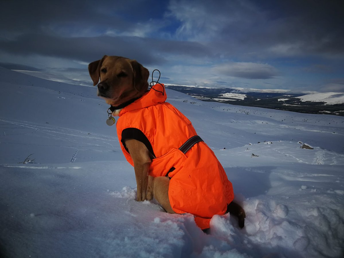 flicybeagle123's tweet photo. What a spectacular week with @lakessearchdogs in #scotland thanks to the instructors from @redningshunder for sharing your knowledge and @burnspetfood for keeping our #searchdogs fuelled up!#mountainrescue #dogsoftwitter #rt #Avalance #cairngorms #snow @Clarko_1 @RickRCWWilson https://t.co/S8UIoGiJJg