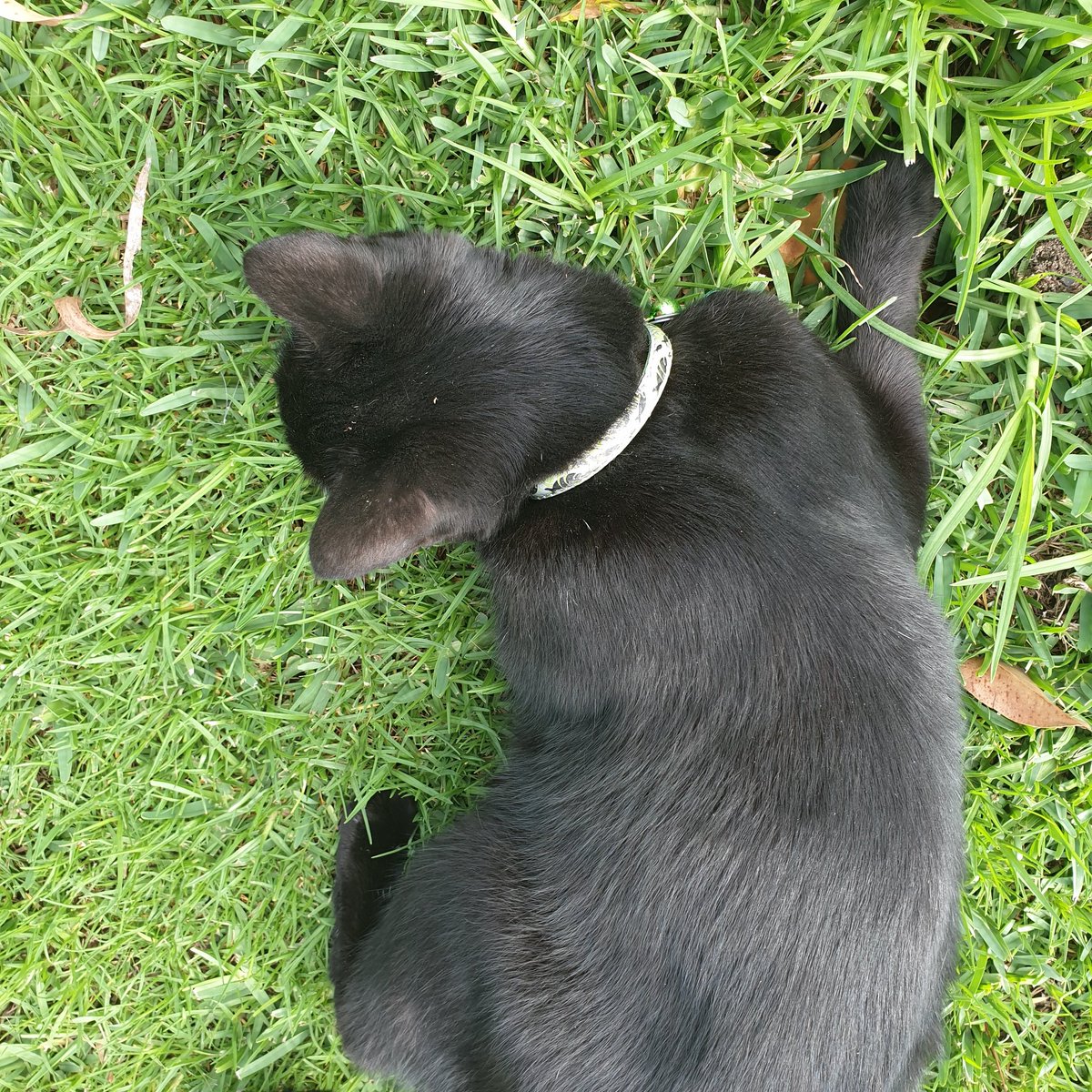 EdenNZara's tweet photo. Sorry dad, this sprinkler is mine now. I don't care if you need to fix it.
#PlumberCat
#blackcatsoftwitter
#CatsOnTwitter 
#EdenNZara https://t.co/51iPCqJ2A4