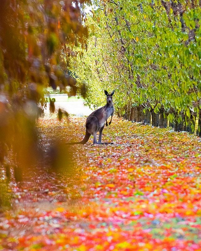 TheFramesUltra's tweet photo. Welcome back, autumn… As the heat of summer fades in the coming weeks, it won’t be long until Mother Nature rolls out the red carpet again! Autumn is an amazing time to escape to the @riverlandsouthaustralia, and as our vines and orchards deliver the… https://t.co/QJAuvyhiDK https://t.co/uodgFtvHIP