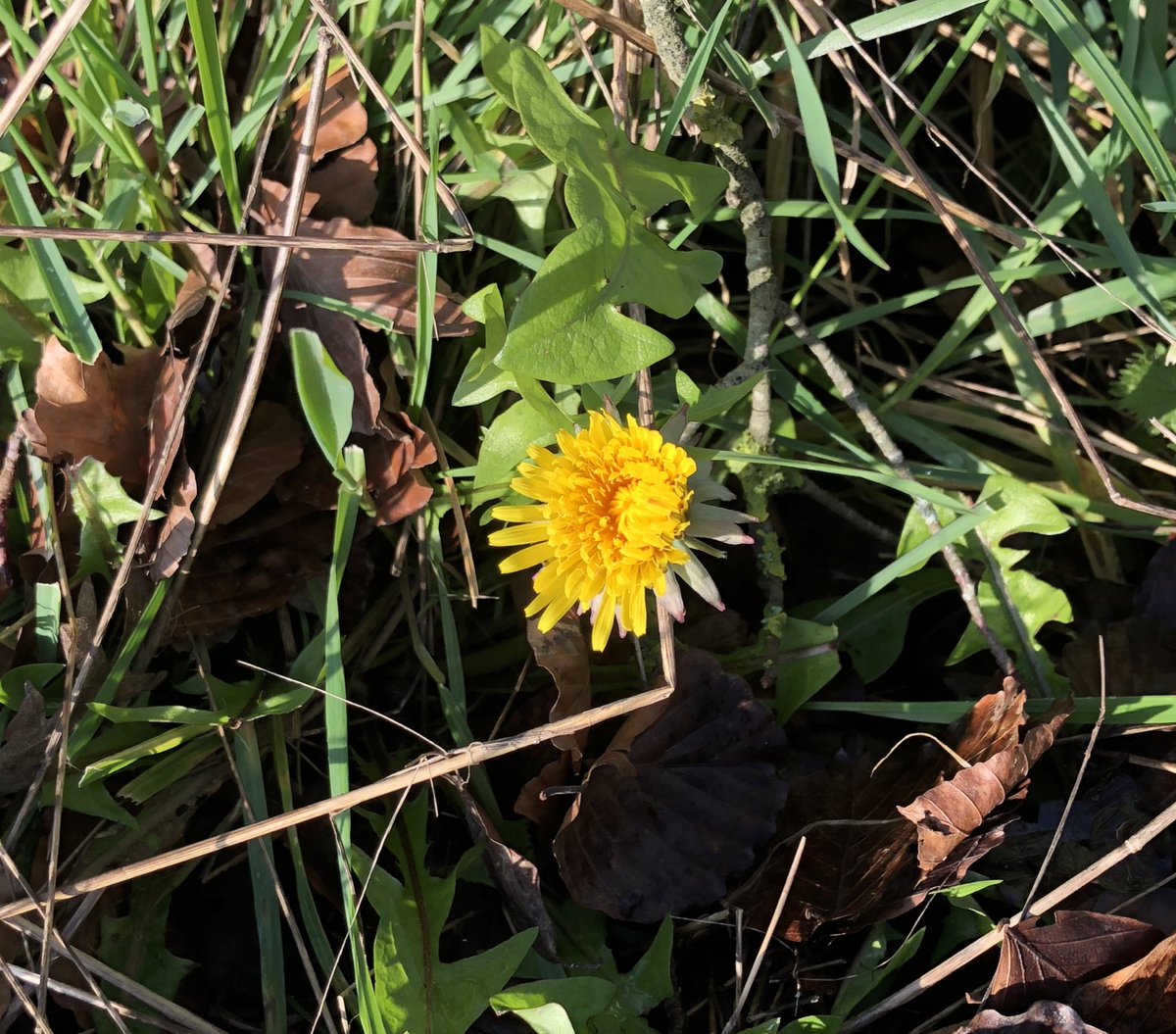 BeckysBees's tweet image. Saw this beautiful dandelion this morning, not the first for this year but it’s the 1st of March it made me smile. It’s a gorgeous sunny morning here, still horrendously muddy underfoot though. I am hoping this is a good sign for the bees #beefarmer #honeybees